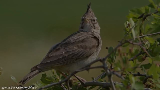 RESTABLECE EL SISTEMA NERVIOSO ? Música suave, calma los nervios, refresca el alma.