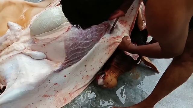 মাত্র ৮ মিনিটে গরুর চামড়া ছাড়ানোর উপায়।।চামড়া ছিলানোর সহজ নিয়ম।। কসাই কিভাবে চামড়া ছাড়ে।।