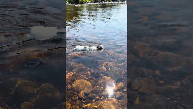 Adorable Cat Swims Across Shallow River   ViralHog