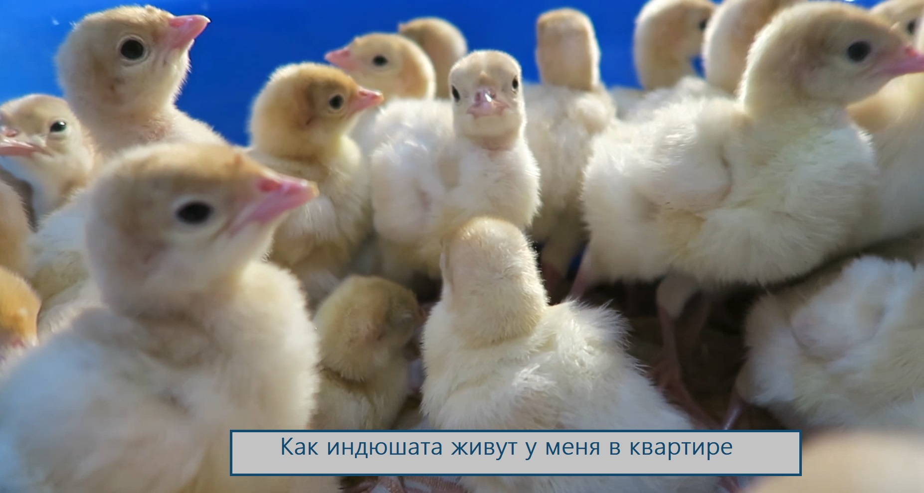 Индюшата живут у меня в квартире