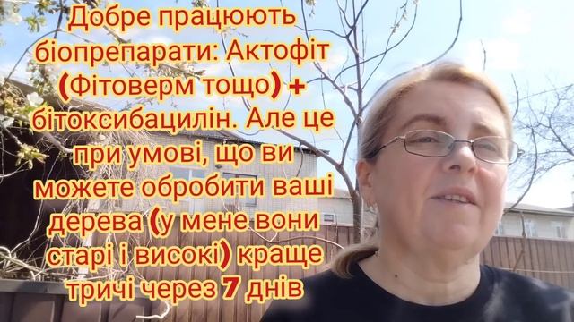 Як рятувати черешню (вишню) від вишневої мухи:  заходи, препарати, пастки