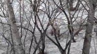 Алкаши идут из "Колобка"
