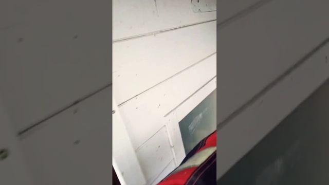 голуби, голубятня своим и руками, жизнь в деревне