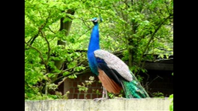 27 Евангелия от Луки 07052012
