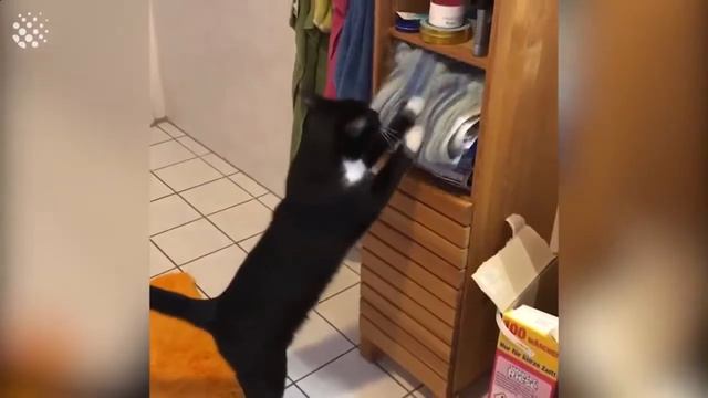 Смешные Кошки !!! Смотри сам и делись с друзьями !    #кошки