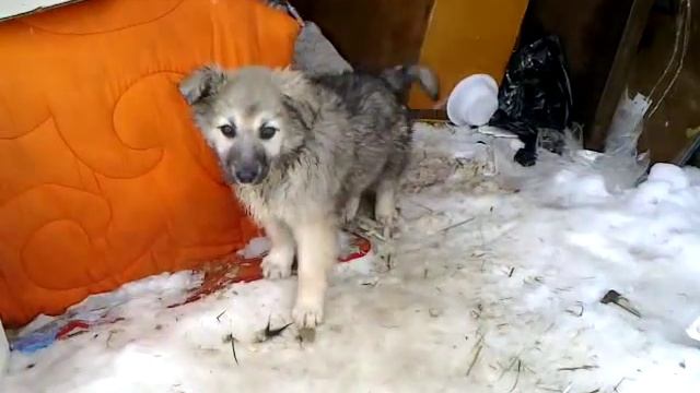 Щенки одни на улице, без мамки(((( Надо спасать!