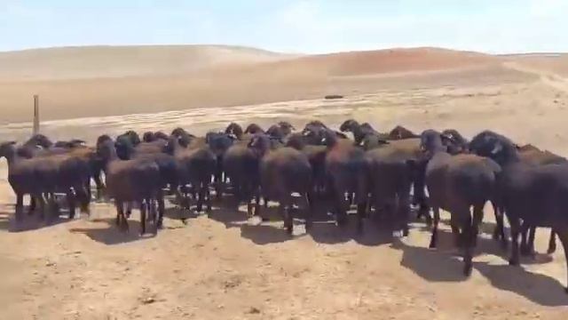 Супер гиссарские овцы переярки 100голов по 110000,Сарыагаш,Шенгелди, +7 7751917496-Бексултан.