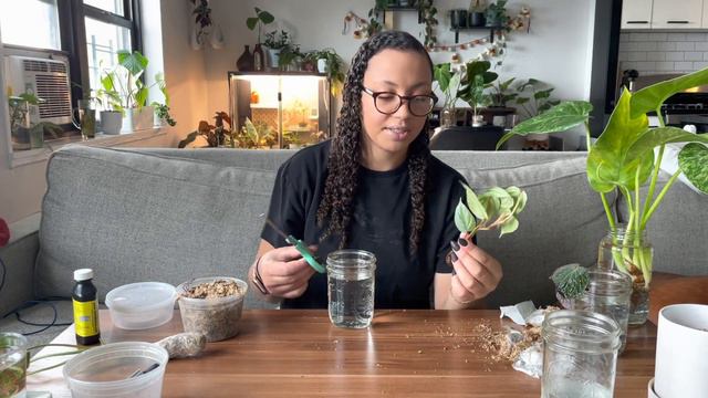 ACCLIMATING My Greenspaces IMPORT Plants! | yes... some didn't make it 😭