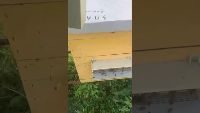 Работа пчел по сбору пыльцы