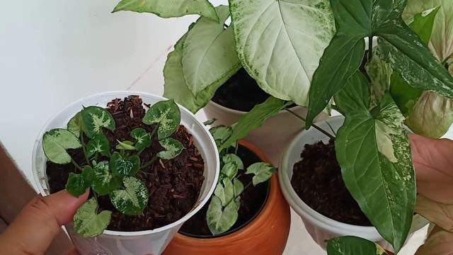 HARGA SYNGONIUM TERKINI