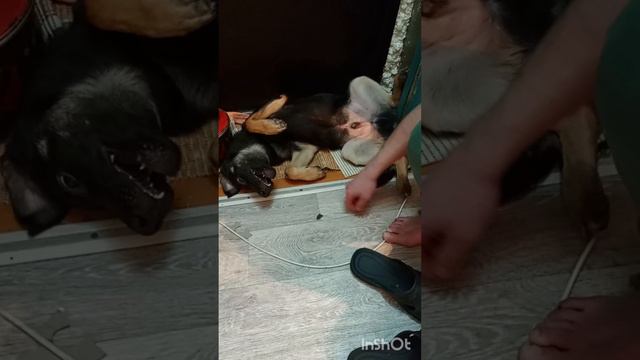 ГУФ