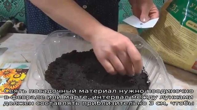 Газания  посадка и уход в открытом грунте