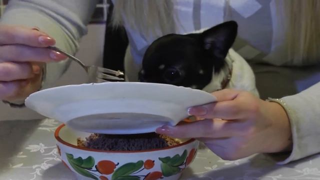 Завтраки со зрителями. Грумер Дарья Кошкина