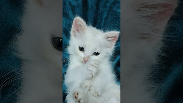 Белый пушистый котёнок играет своим хвостом 1.