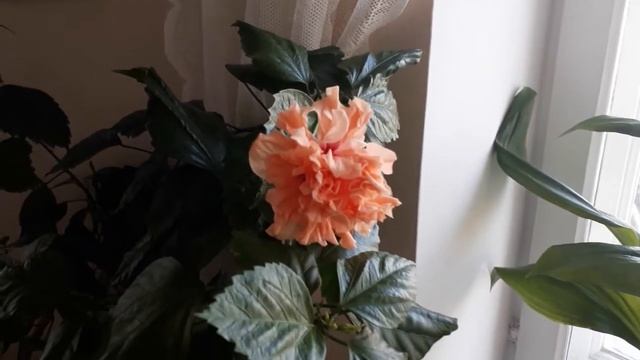 #комнатныецветы#гибискус / Цветение гибискуса (лат.hibiscus rosa-sinensis "Double Peach") в декабре