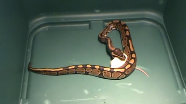 Ball Python Feeding boring middle part