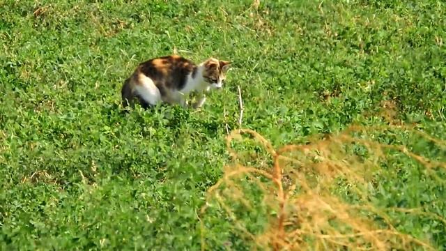 Кошка охотится на мышь. / Cat is hunting mouse/