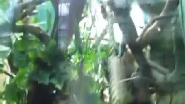 Калининградский зоопарк  - Kaliningrad Zoo