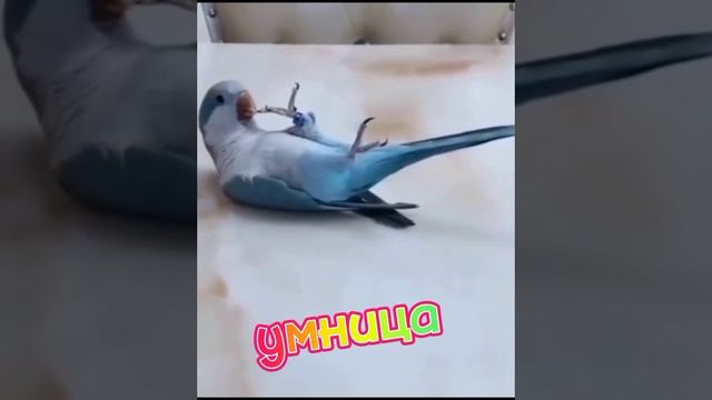 милые животные