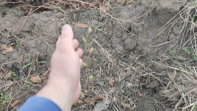 Сеянец Трапезунда и Трапезуд в средней полосе (Татарстан) после зимы