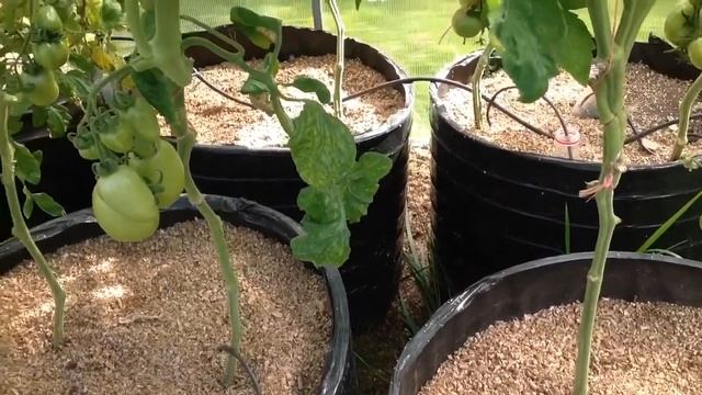 АВТО ПОЛИВ. Система автоматического полива АкваДуся. Август 2017 года. Выращивание овощей в МЕШКАХ