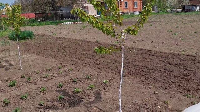 Высаживаем томаты. Находки и огромный паук.