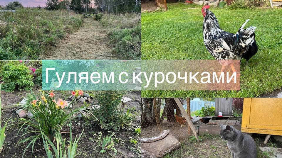 Гуляем с курочками