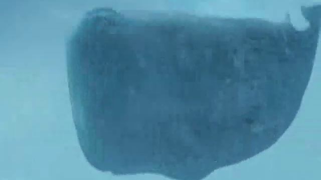 H2G2 - Une histoire de cachalot et de pot de pétunias...
