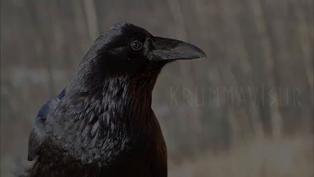 Krummavísur - Icelandic Folk song from 1861