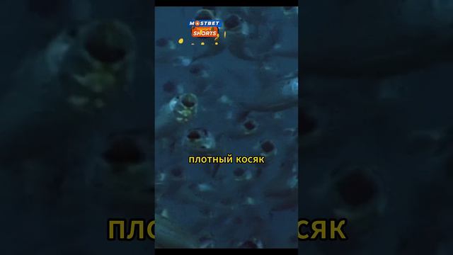 Воздушный охотник на рыб #животные #звери #природа
