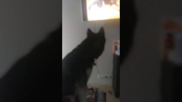 Хаски воет
