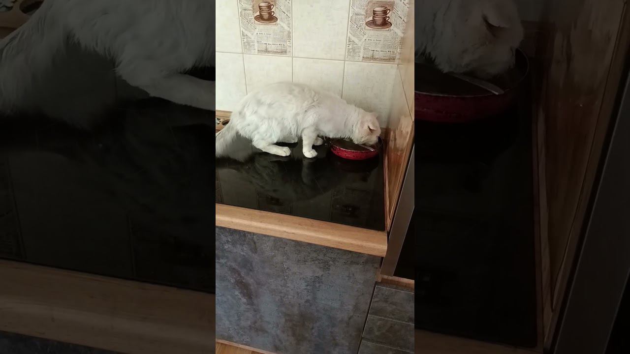деревенский волкодав #cat #funny #catvideos #shorts #catlover #смех #юмор