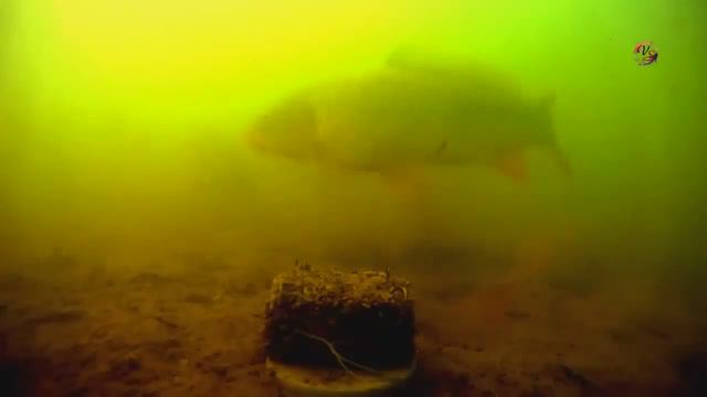 Пробовал снять под водой МАКУШАТНИК- хотелось показать, что это не жаберный способ ловли
