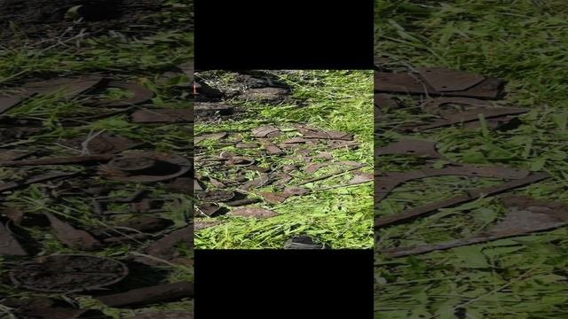 Металлокоп