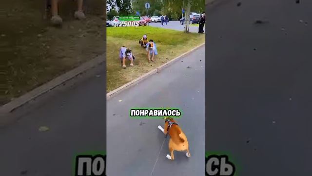 /смешное видео из ЮТУБА/