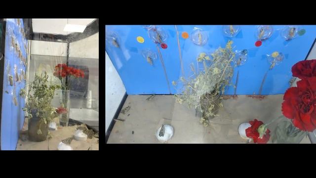 CK:2B - Life Cycle of Butterflies (LIVE)