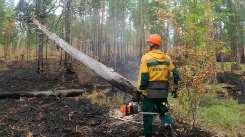 Сбережение лесных ресурсов России
