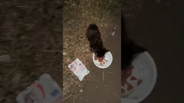 Кормление бездомных котят