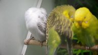 Budgies singing in Pet Store | Parakeet Sounds | 1 Hour
