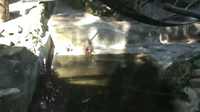 Мартышки...Вот так они живут в зоопарке...