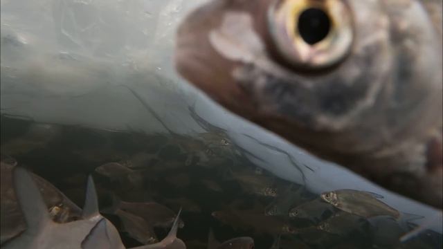 ЗАМОР рыбы, ДУХ.