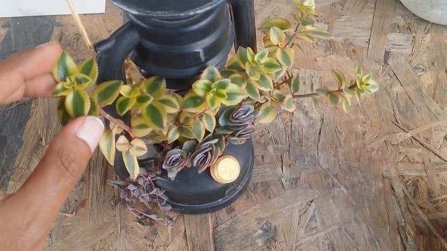  CRASSULA SARMENTOSA COMET  CARE TIPS 