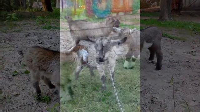 контактные животные, Москва, 8(965)380-13-11