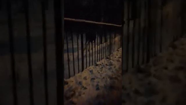 Лось в Москве =)