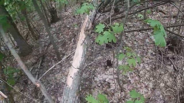 Ставим ловушки для поимки бродячих  роев