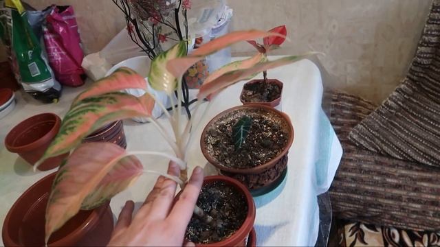 Пересадка Аглаонем и Алоказии/ Перебираю растения