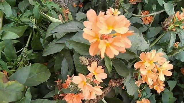 Crossandra Flowers|kanakambaram Flowers|fire Cracker Flowers