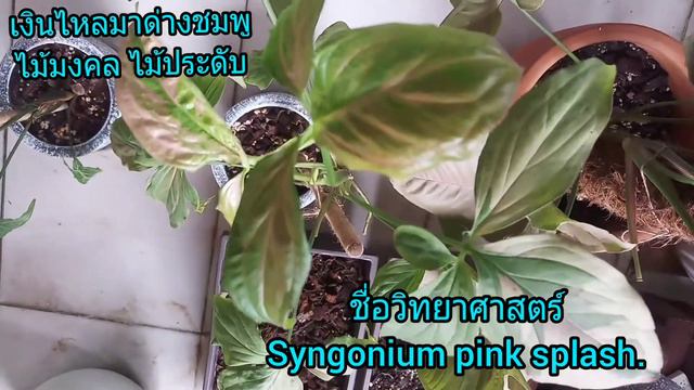 #Syngonium pink splash.#เงินไหลมาด่างชมพู#ไม้ใบด่าง#ไม้มงคล