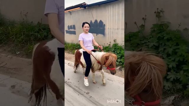 The joy of riding a pony Where can I buy horses