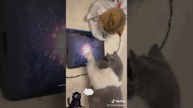 Домашние животные смех ?